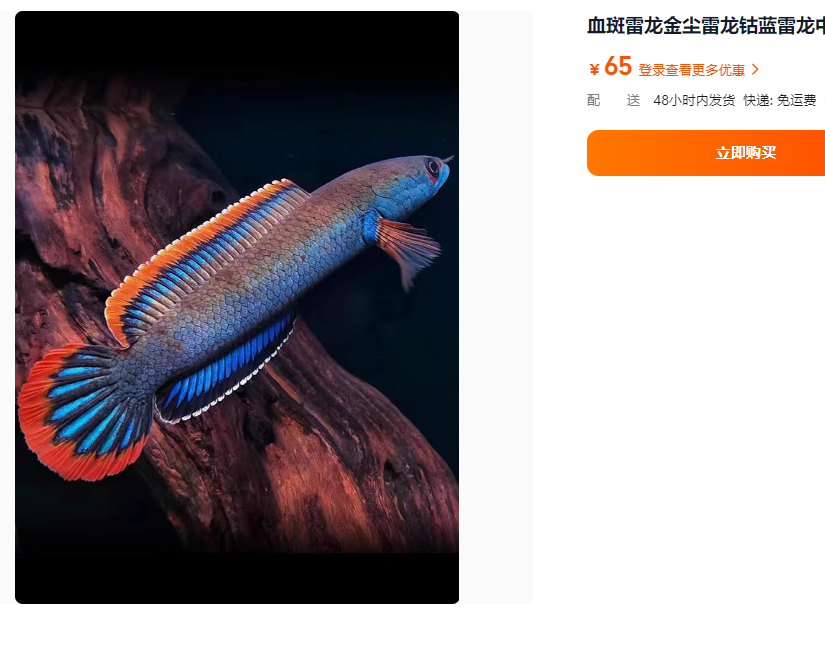 酒红鬼王眼睛蛇苗子听当场直播主播说发什么