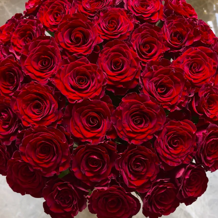 【月亮花圃】单头（红心梅拉）玫瑰  1单普通快递，2单以上顺丰冷链