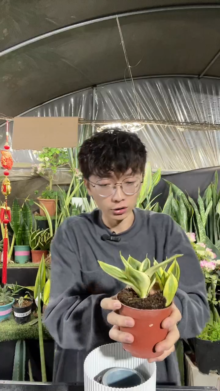 哈尼随单发带盆土6.8