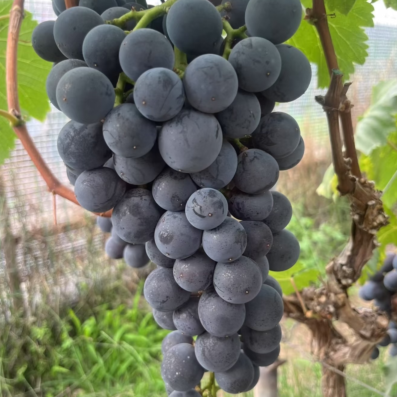 【哈拉秀严选】巨峰葡萄2串2/3斤左右新鲜水果（串头大小不一）