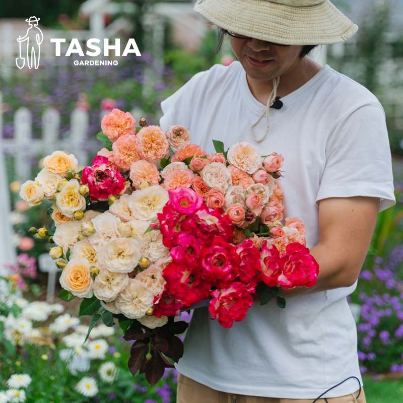 【花园节-月季混苗2.5升】盆栽苗玫瑰月季花苗盆栽勤花丰花可养