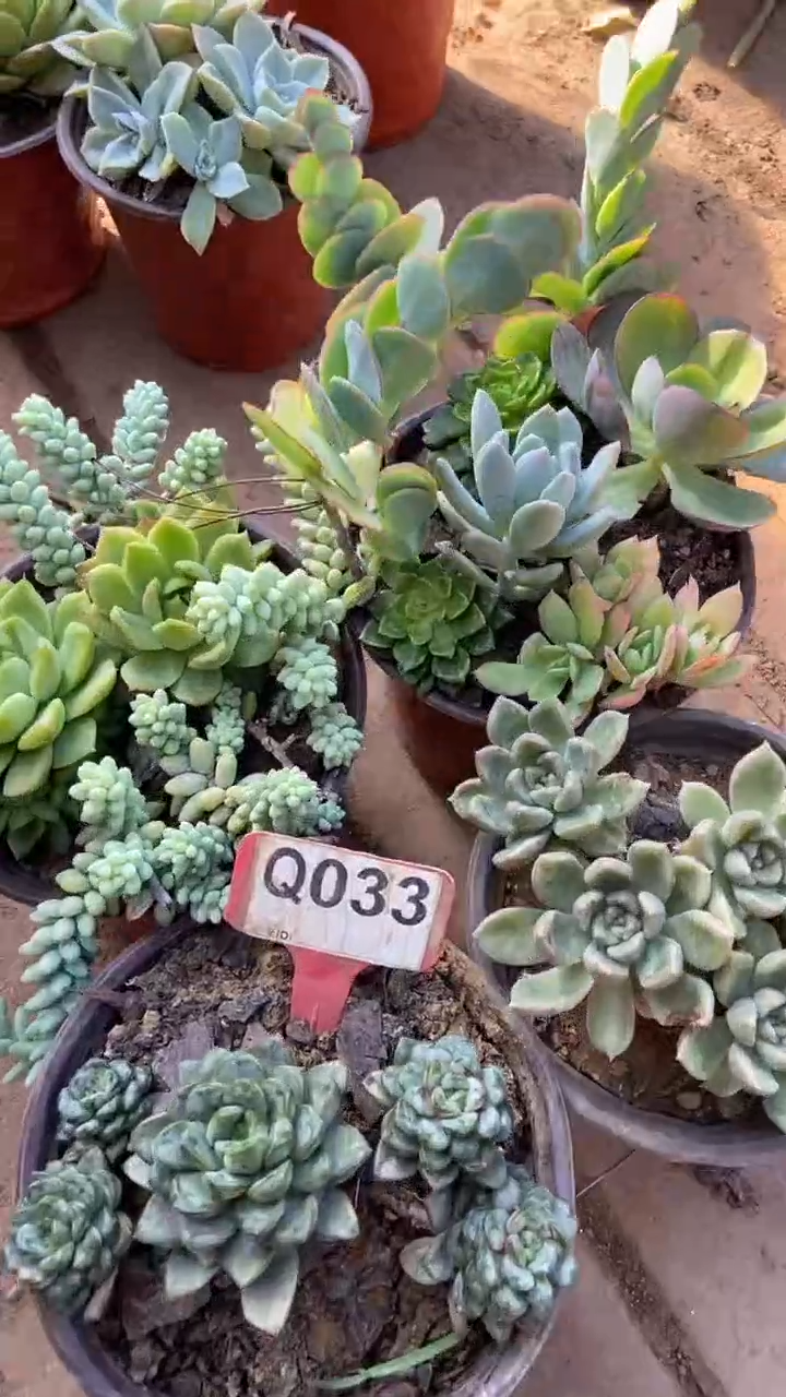 Q033多肉组合默认脱土发货