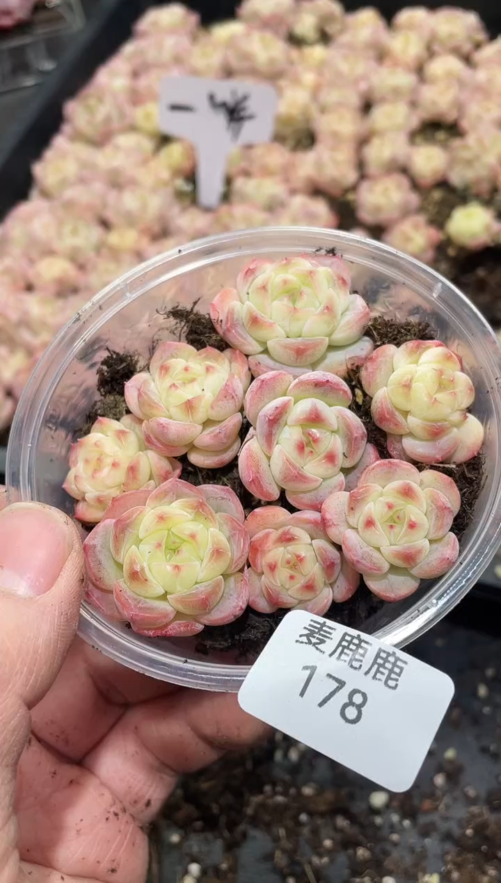 178一饼      量拍