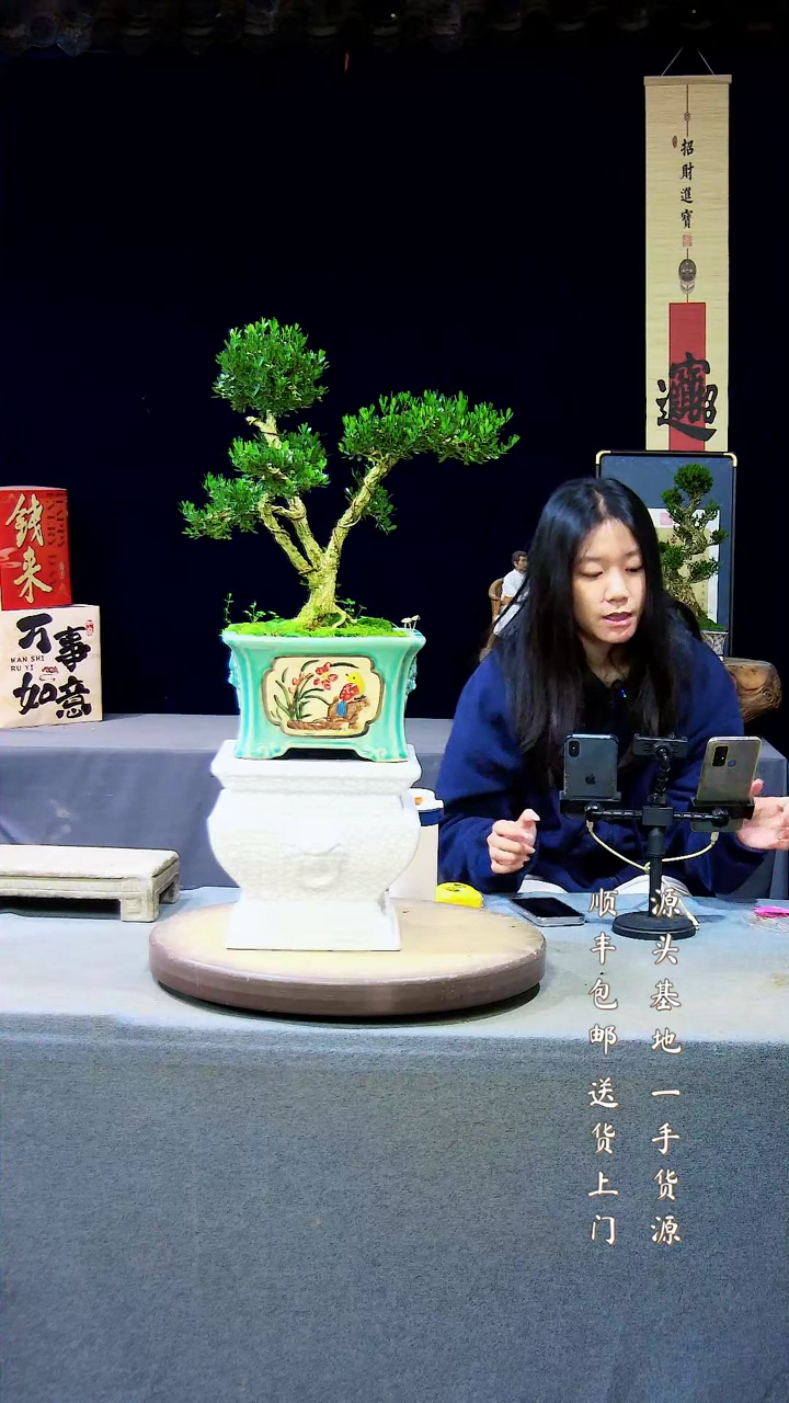 【闪购商品】雀舌黄杨盆景雀舌黄杨盆景