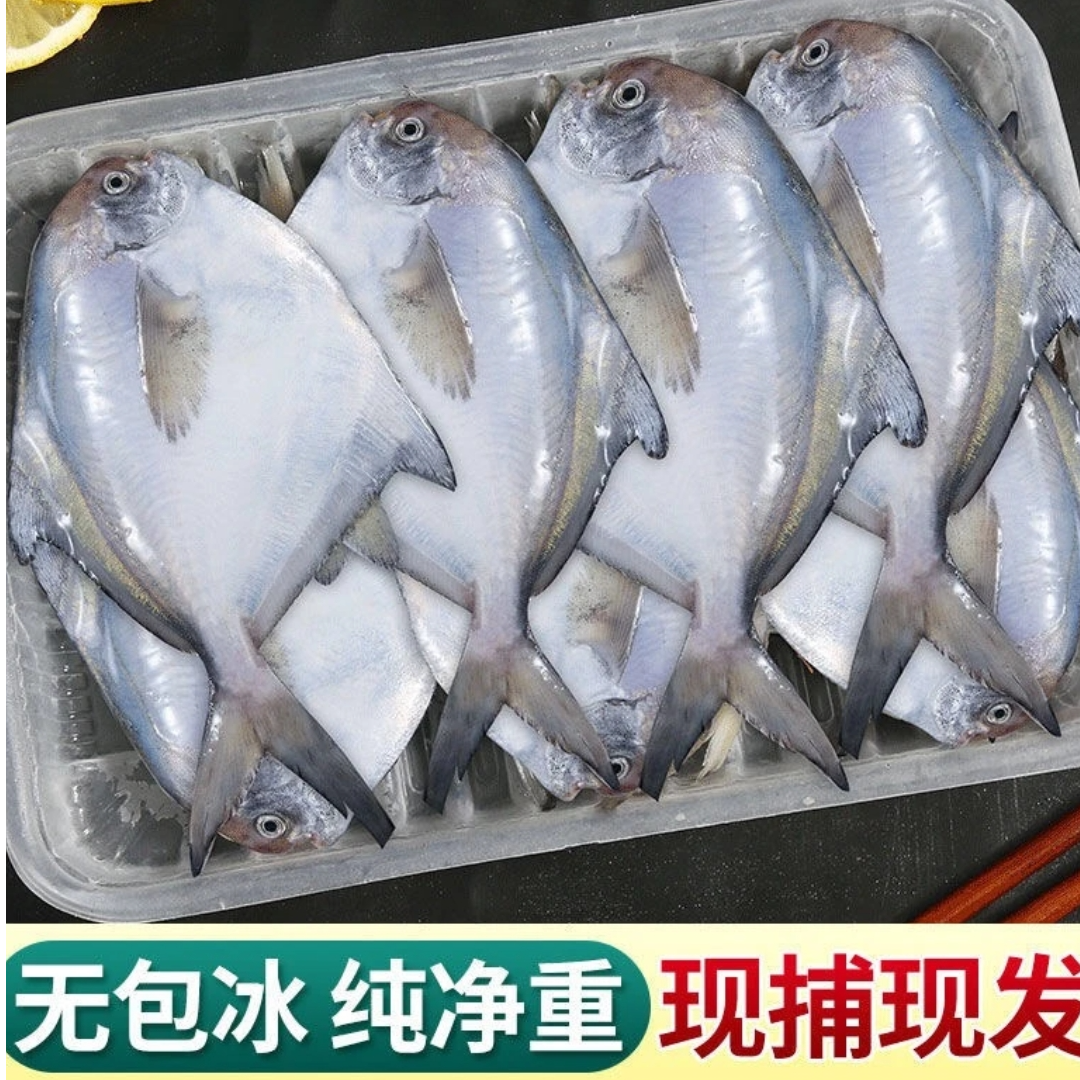 【银鲳鱼3斤】连云港黄海野生银鲳鱼新鲜速冻非冷库货白鲳鱼鲳鳊鱼
