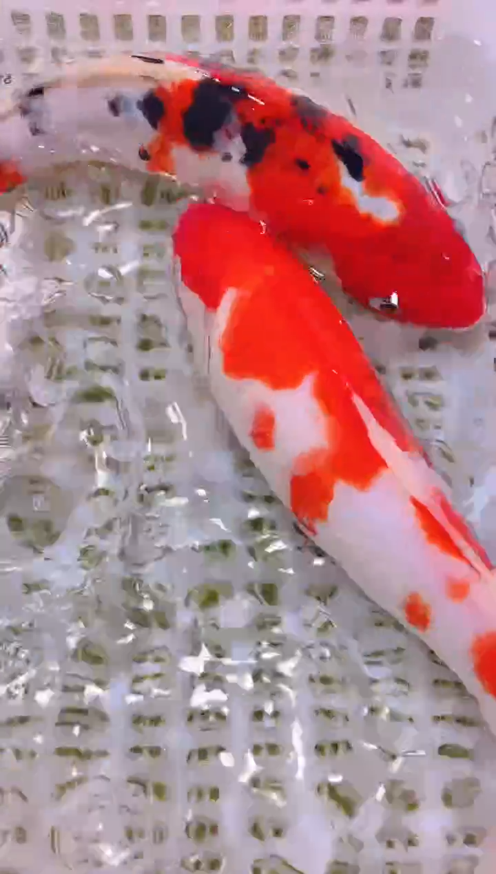 锦鲤冷水观赏鱼全场包邮157