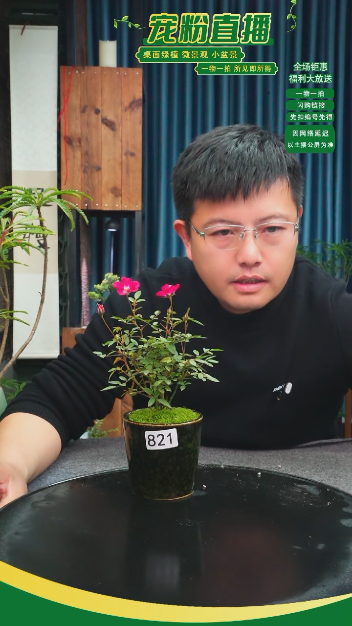 无花朵j****素苔藓微景观821号