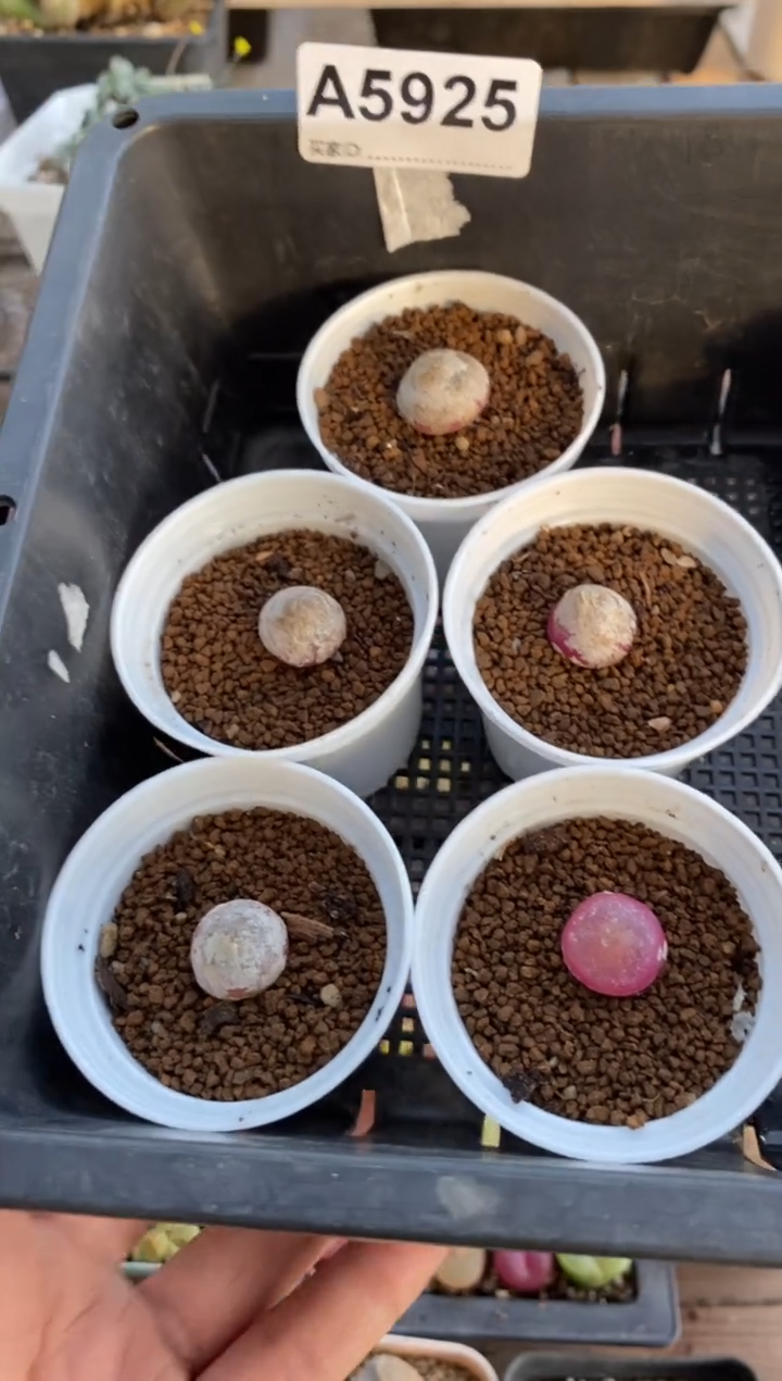 【闪购商品】5925直播一物一拍