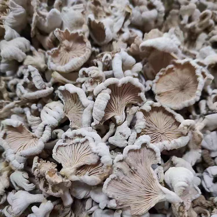 大山野生白参菌干货新