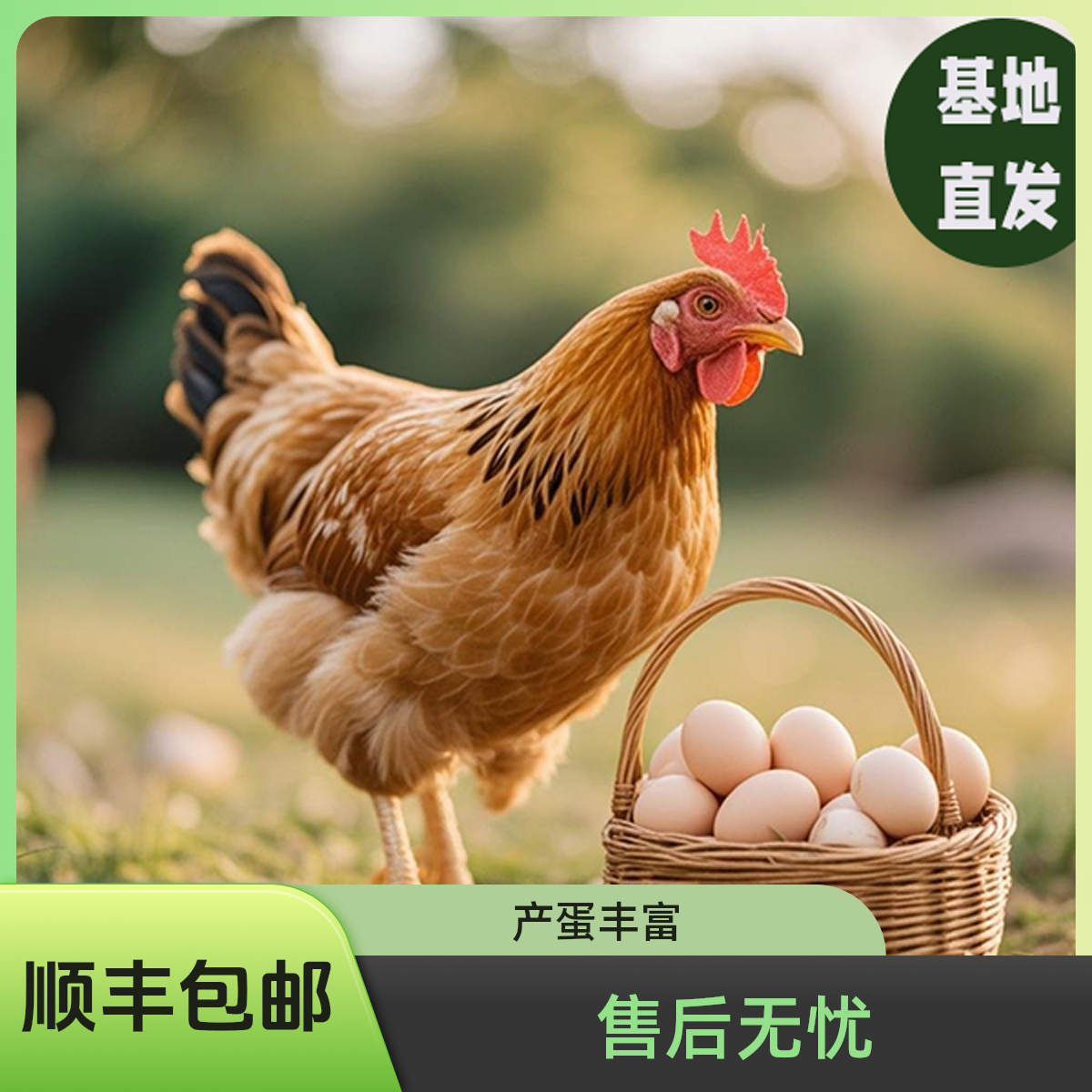 1斤发货淮南麻黄鸡大公鸡/母鸡产蛋王【顺丰包邮】活禽专线