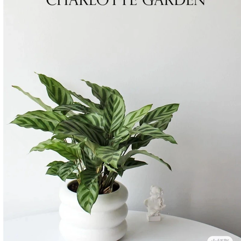 （翠叶竹芋）室内耐阴观叶桌面翠叶竹芋