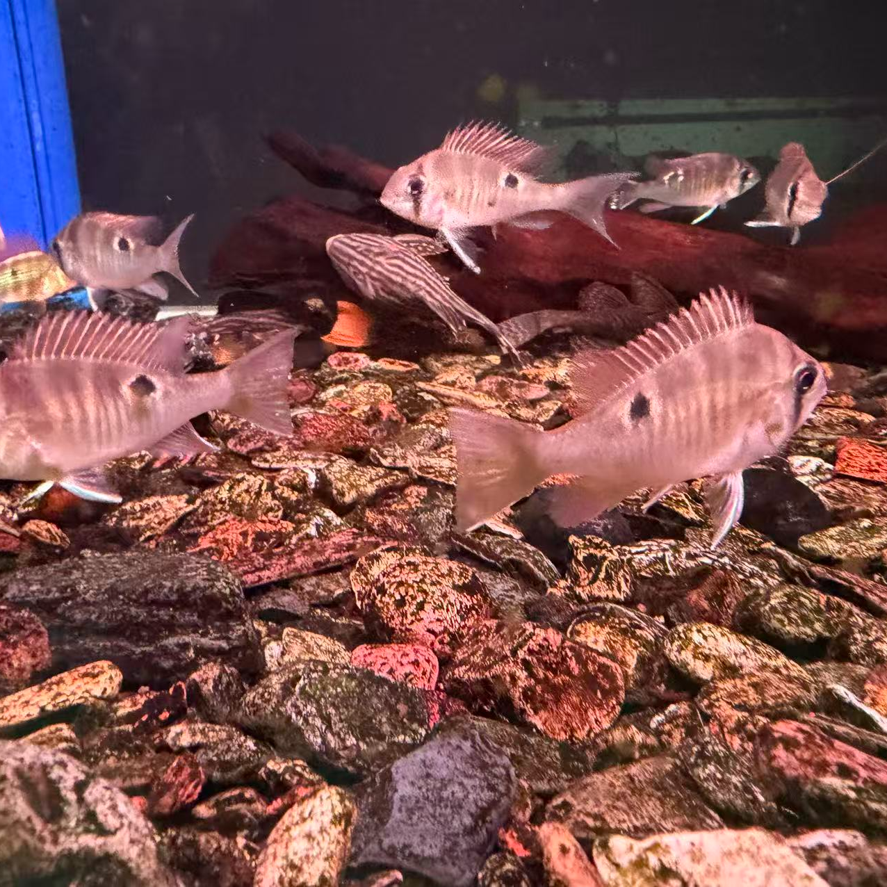 圣塔伦食土鲷热带观赏鱼