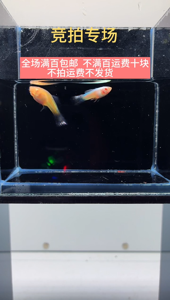 孔雀鱼熊猫白子一对-49