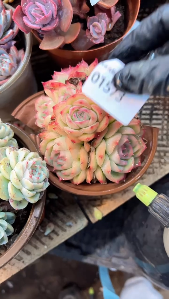 音**?多肉植物一物一拍01573