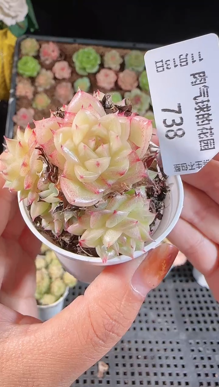 1113-738群生不包整