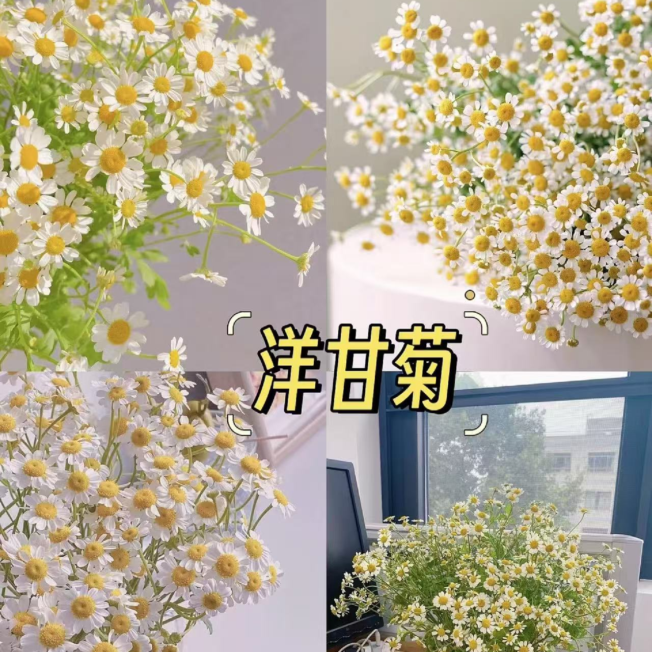  【凑单福利 洋甘菊】任意两单及两单以上鲜花顺丰包邮发货