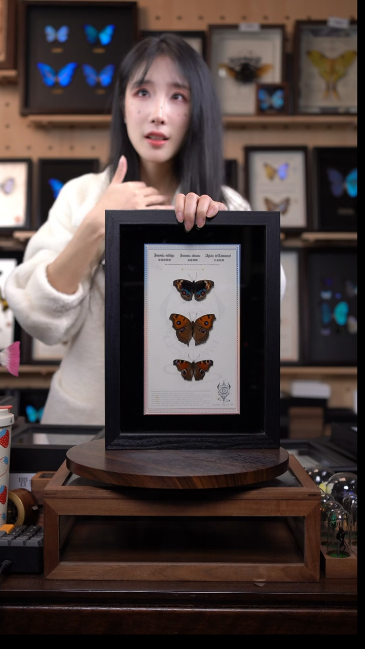 翠蓝眼蛱蝶+美眼蛱蝶+孔雀蛱蝶组合悬浮款