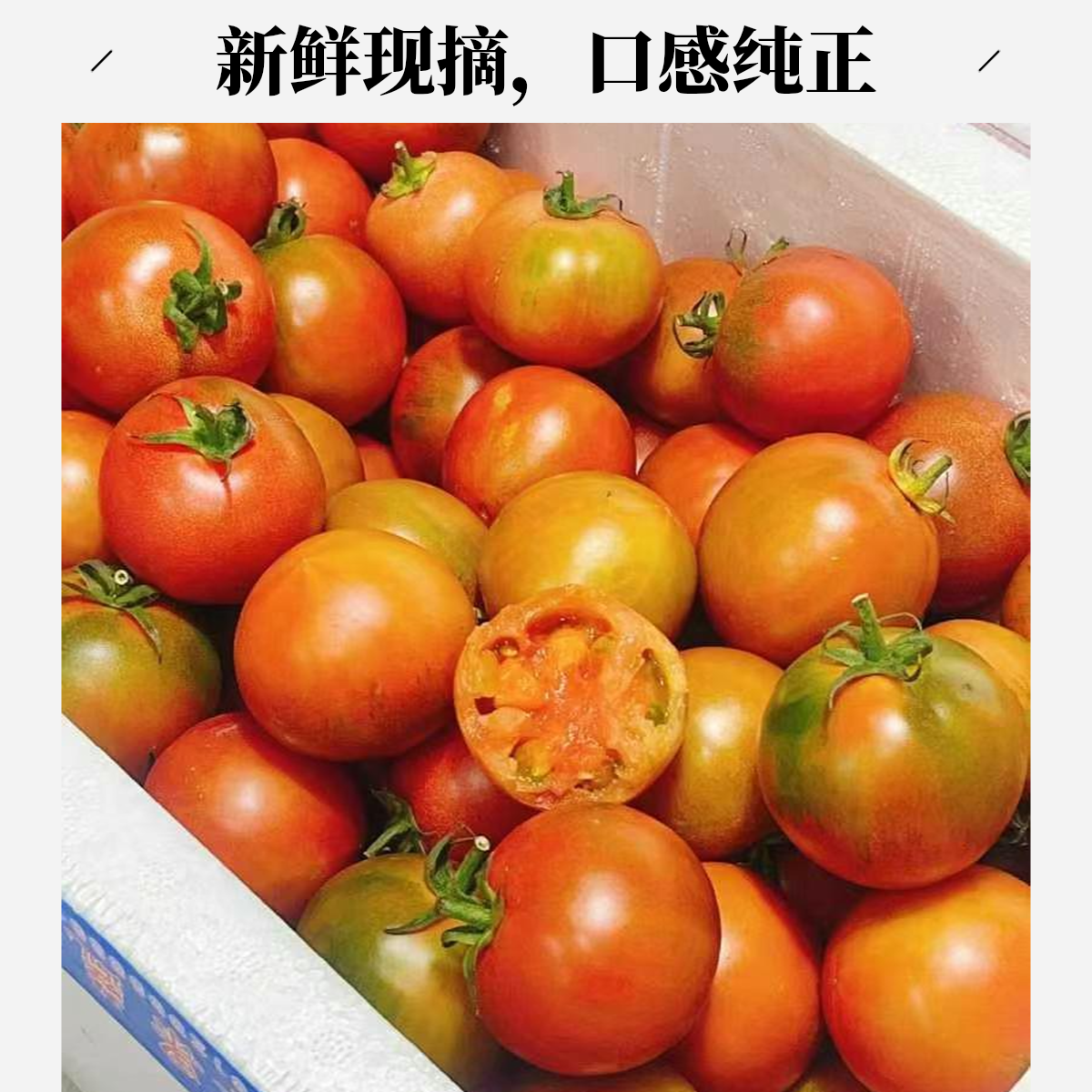 碱地草莓柿子5斤