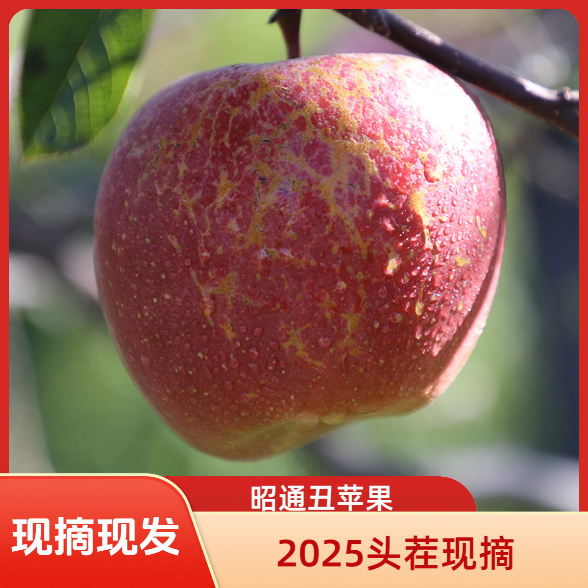 【9斤彩箱装】2025新鲜现摘昭通丑苹果新鲜当季水果含蜜香果香浓郁