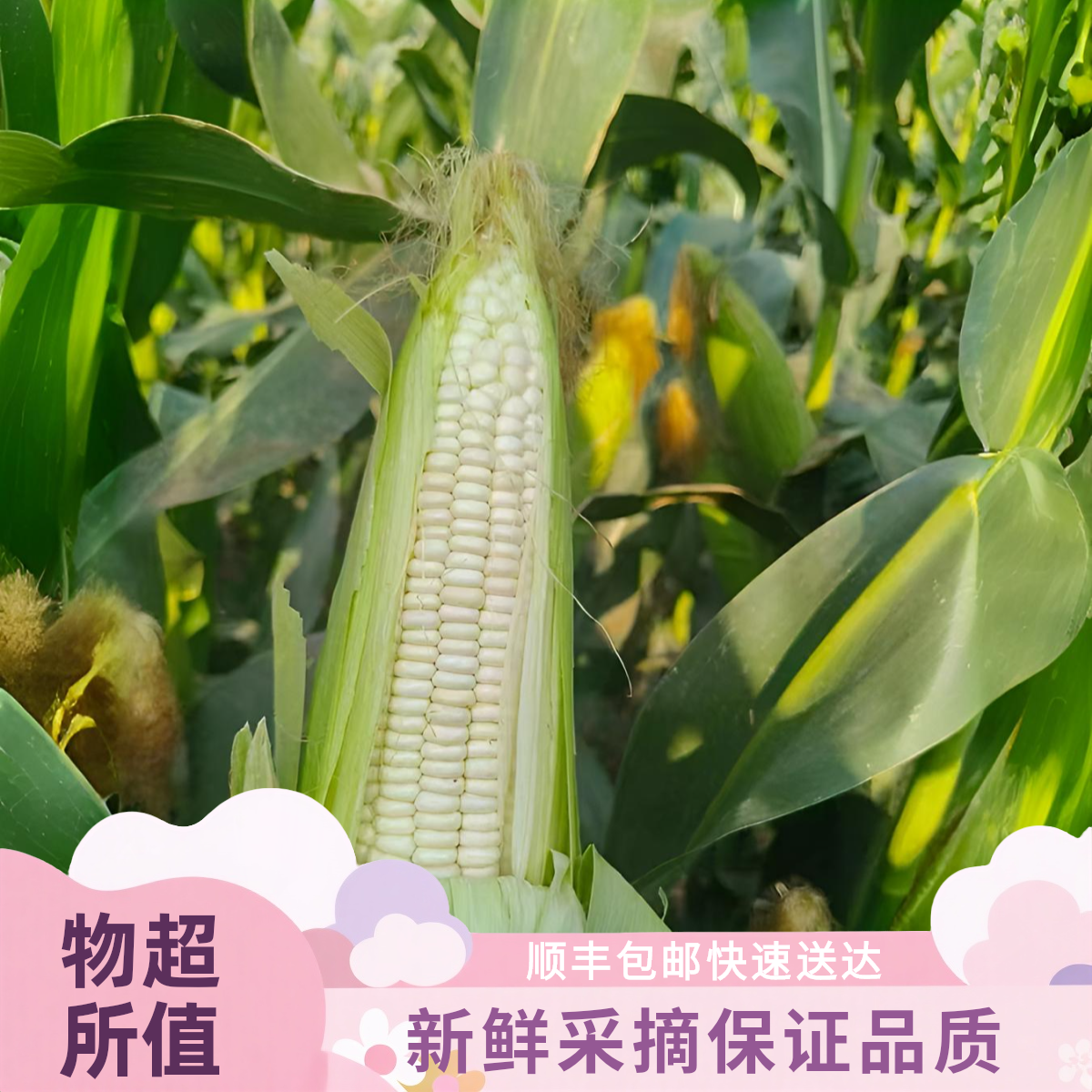 【顺丰包邮】-新鲜采摘白糯玉米带皮发货口感软糯香甜