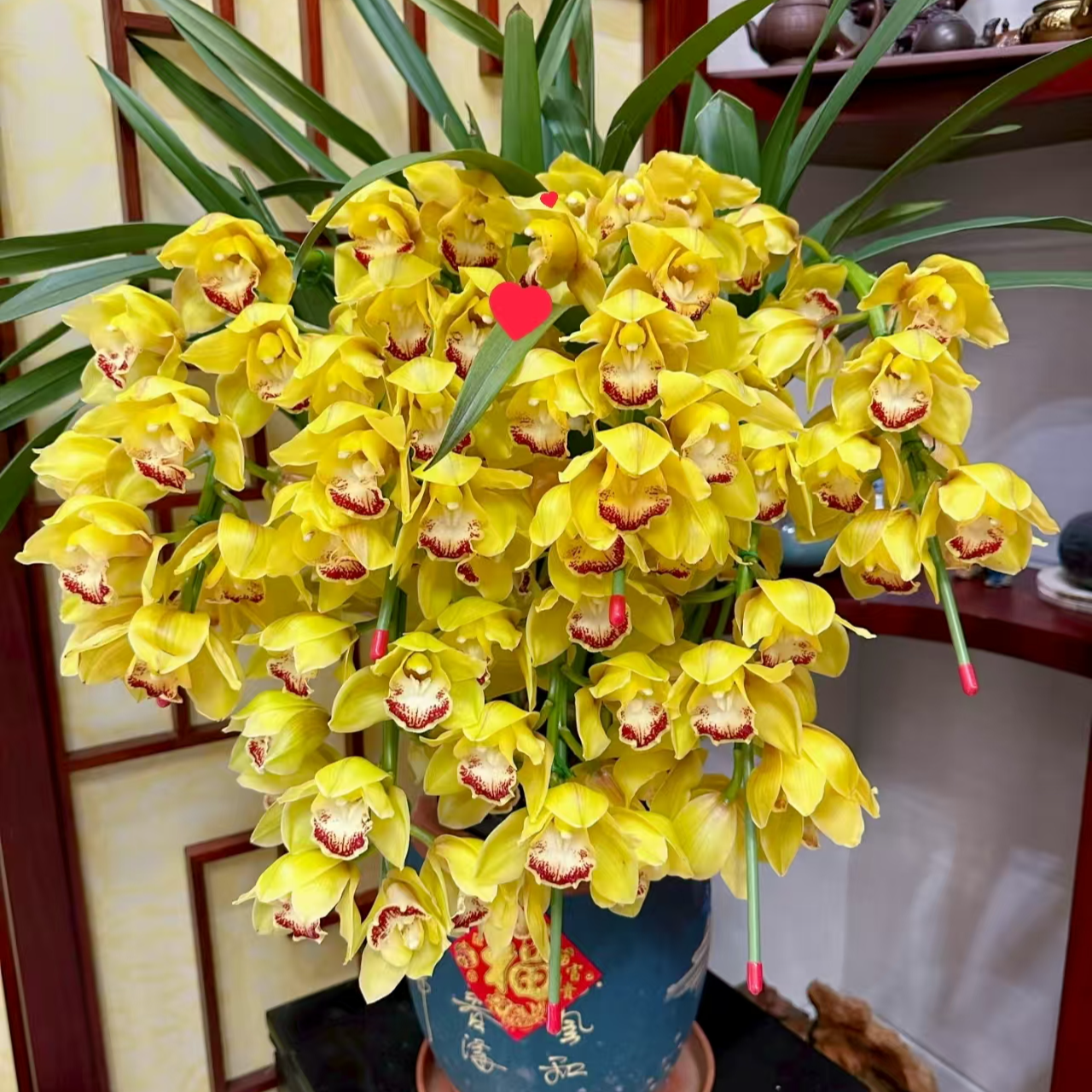 【月影】 大花蕙兰年宵花 绿植盆栽花卉室内客厅好养易活带盆发货