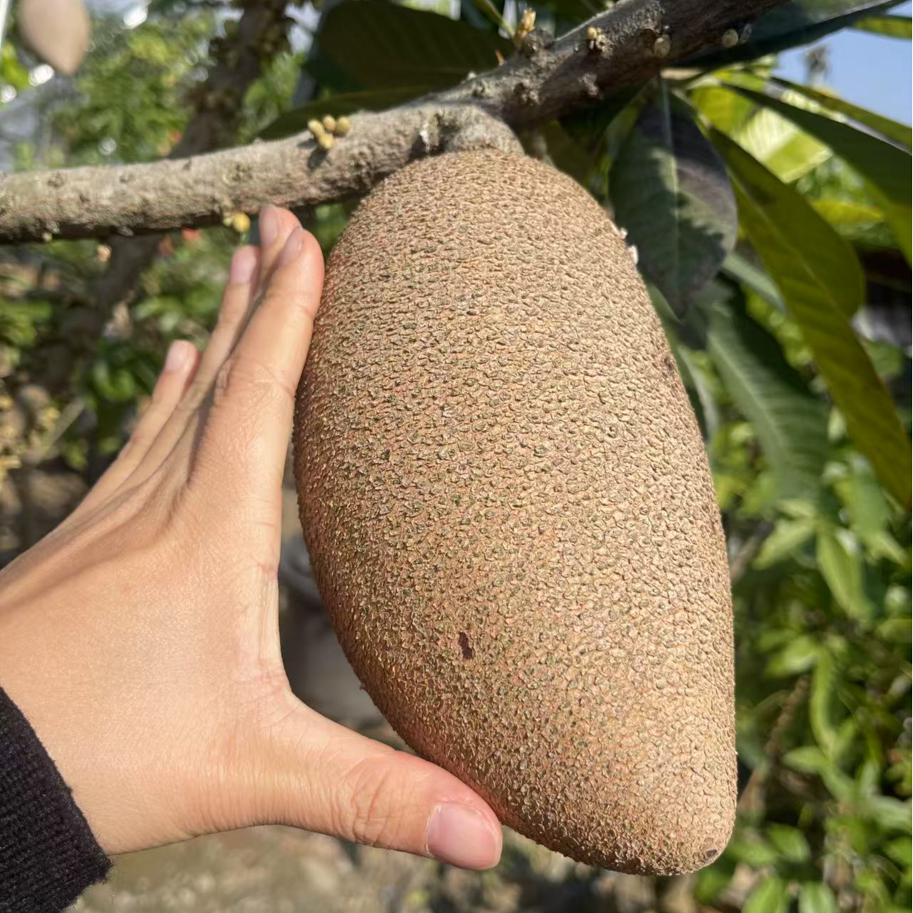 妈咪果水果马嘉纳母本嫁接树果树果苗大果古布品种盆栽地栽庭院