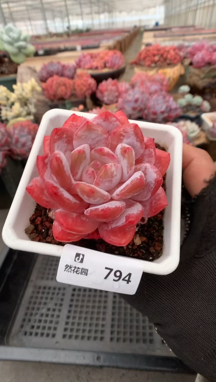 794日雪一物一拍