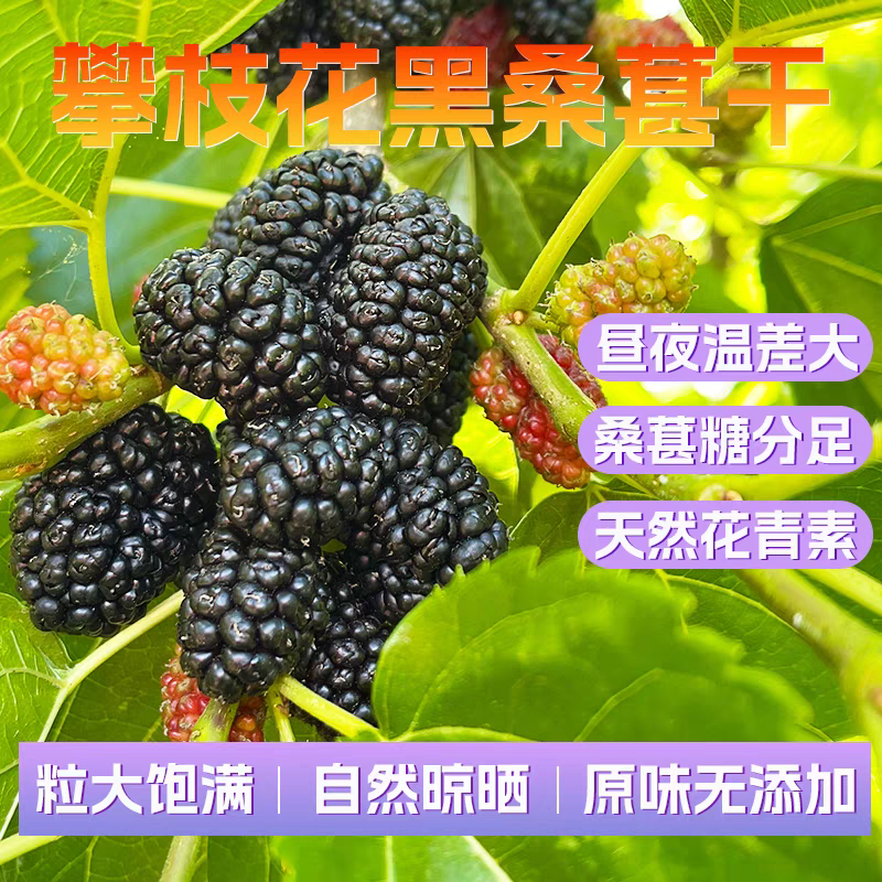 2025年头茬桑葚干特大果黑桑葚大桑果干攀枝花无沙500g