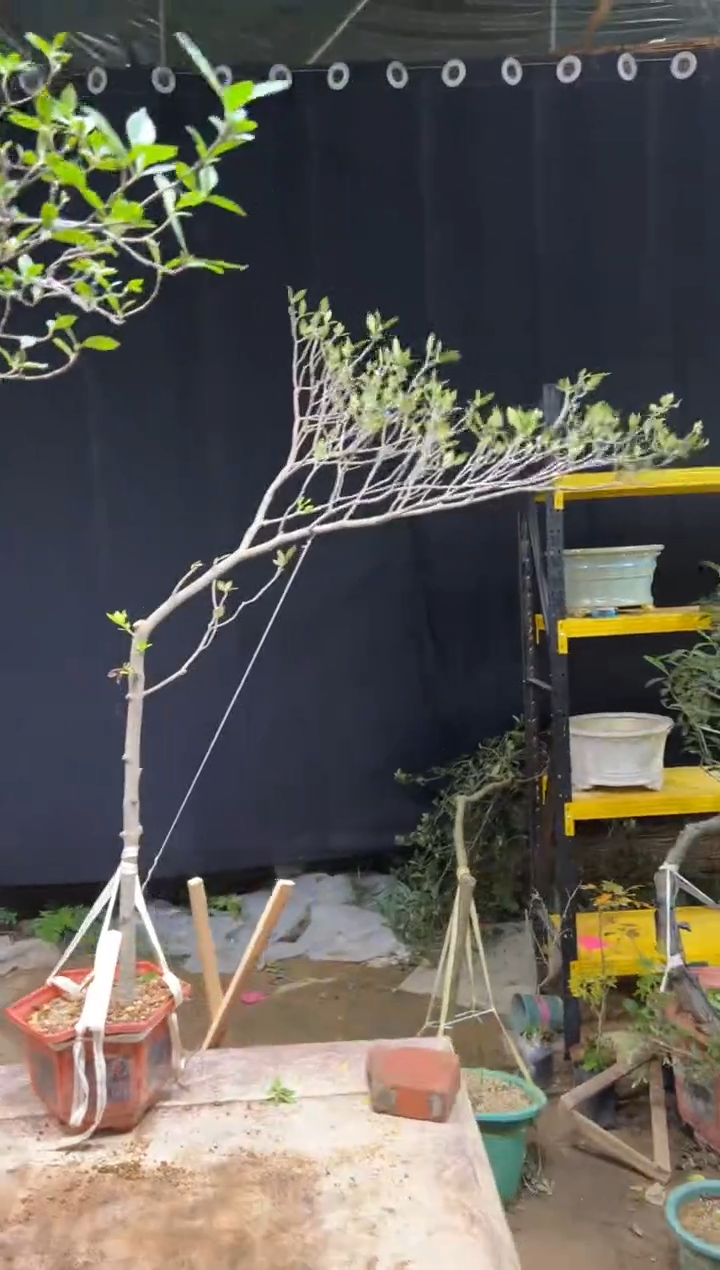 完全开放真*美海岛栀子花