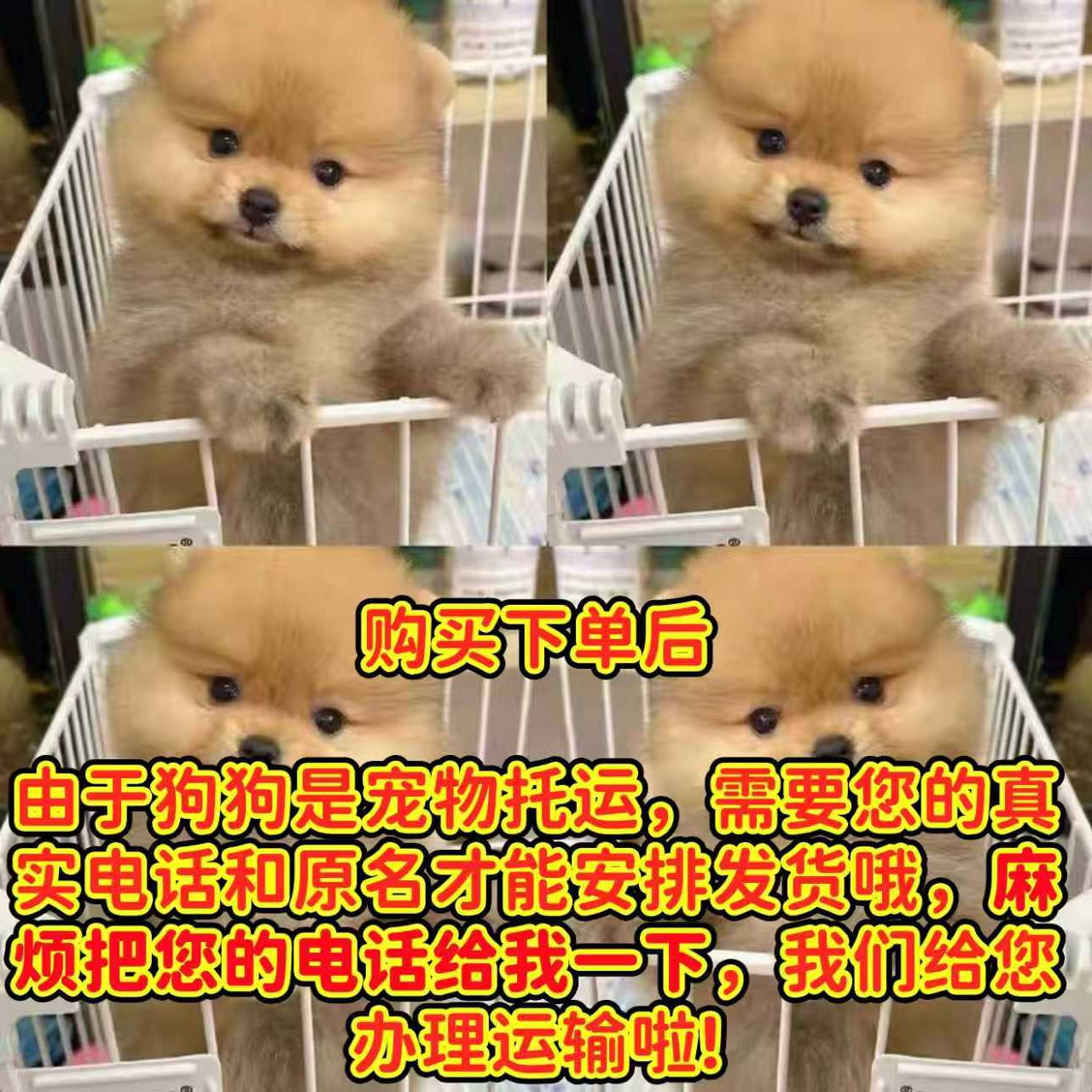 自选宠物博美比熊泰迪 带小衣服HRB
