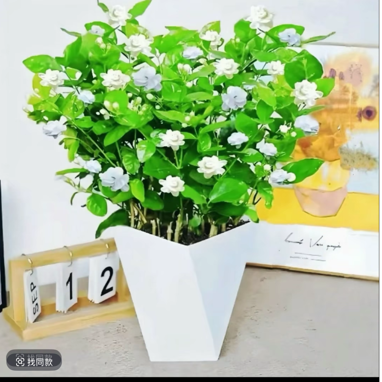 浓香型重瓣茉莉花盆栽四季开花耐寒耐热室内外种植佳品