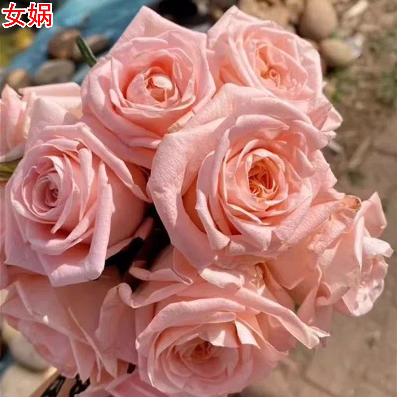 超新品女娲月季灌木大花直立庭院阳台盆栽四季开花切花玫瑰