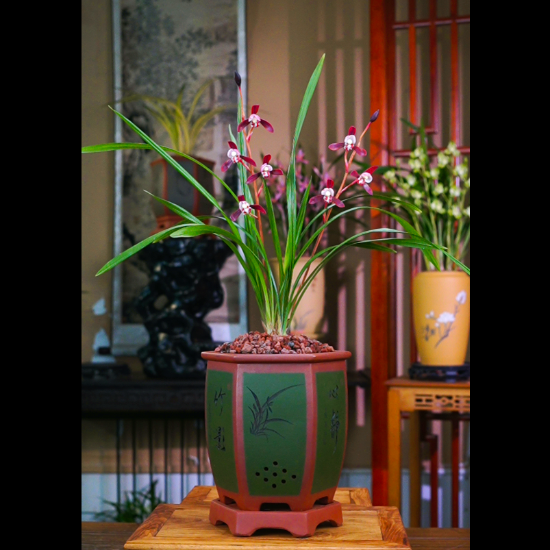 建兰铭品 [暮山紫] 带花苞配六方宫灯花盆室内盆景盆栽
