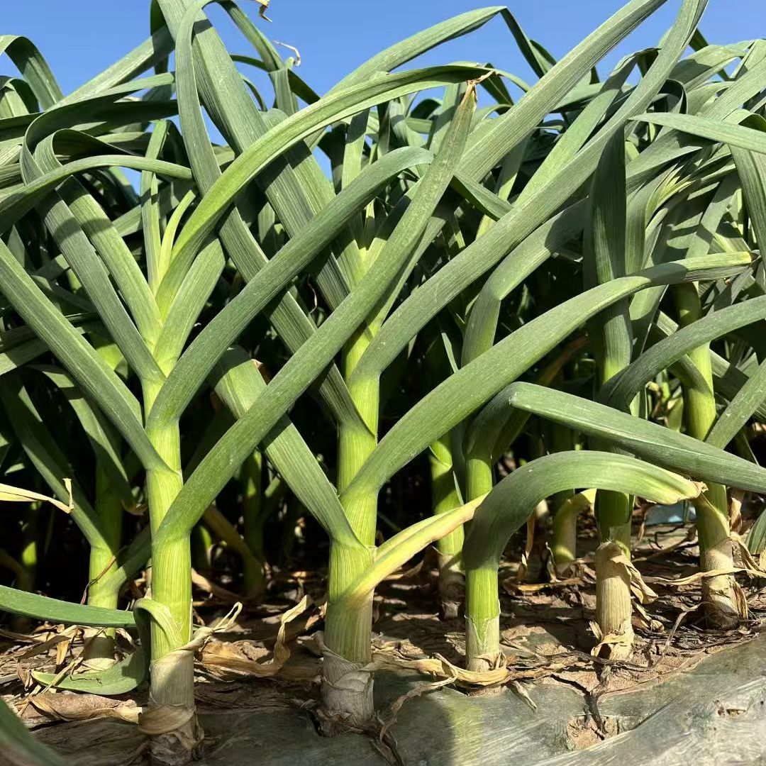 大蒜全程高产植保技术方案