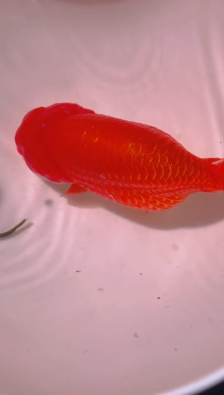 狮头鱼小*哥兰寿金鱼一只