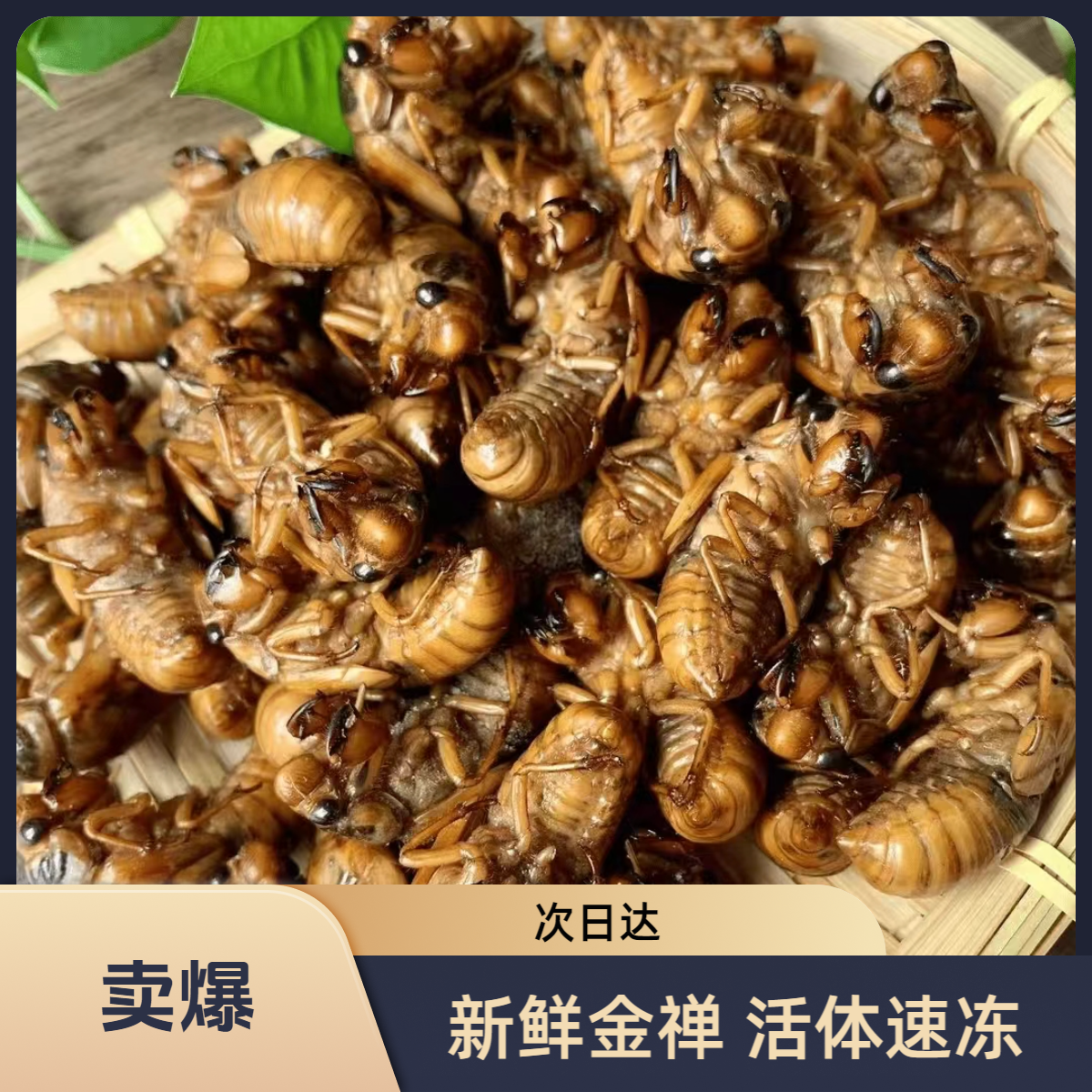 【小意生鲜】新鲜杜仲金1蝉 爬叉知了侯节流鬼活体速速冻