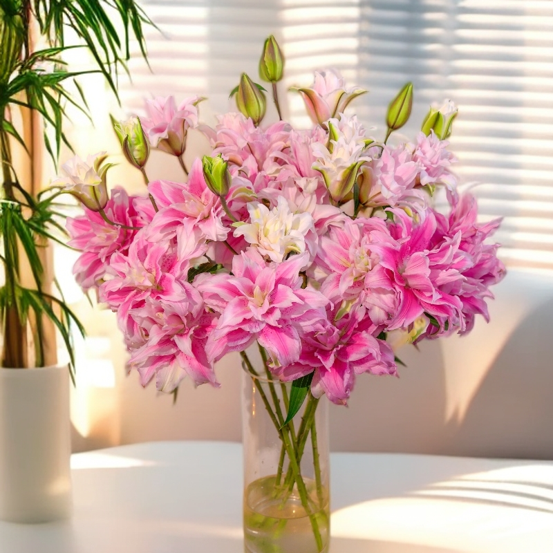 【植迷专属】伊莎贝拉 香水百合百合花浓香鲜花插花水养