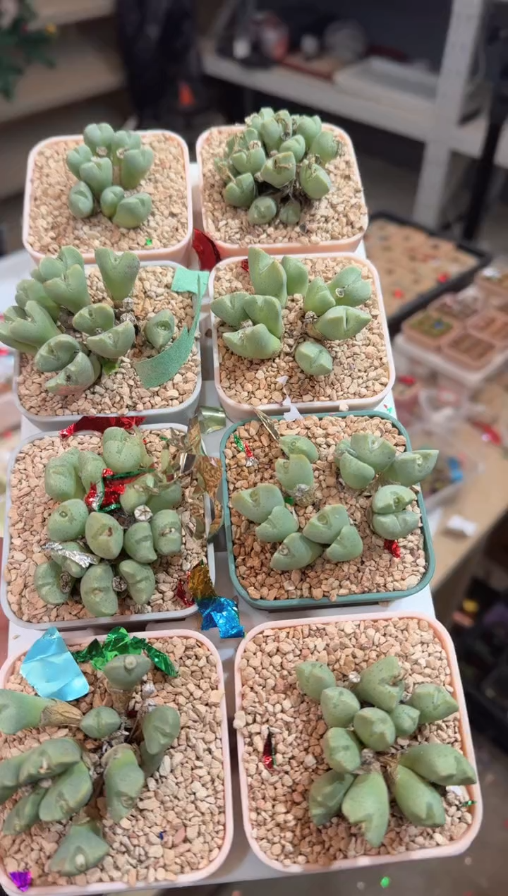 179多肉植物肉锥两群