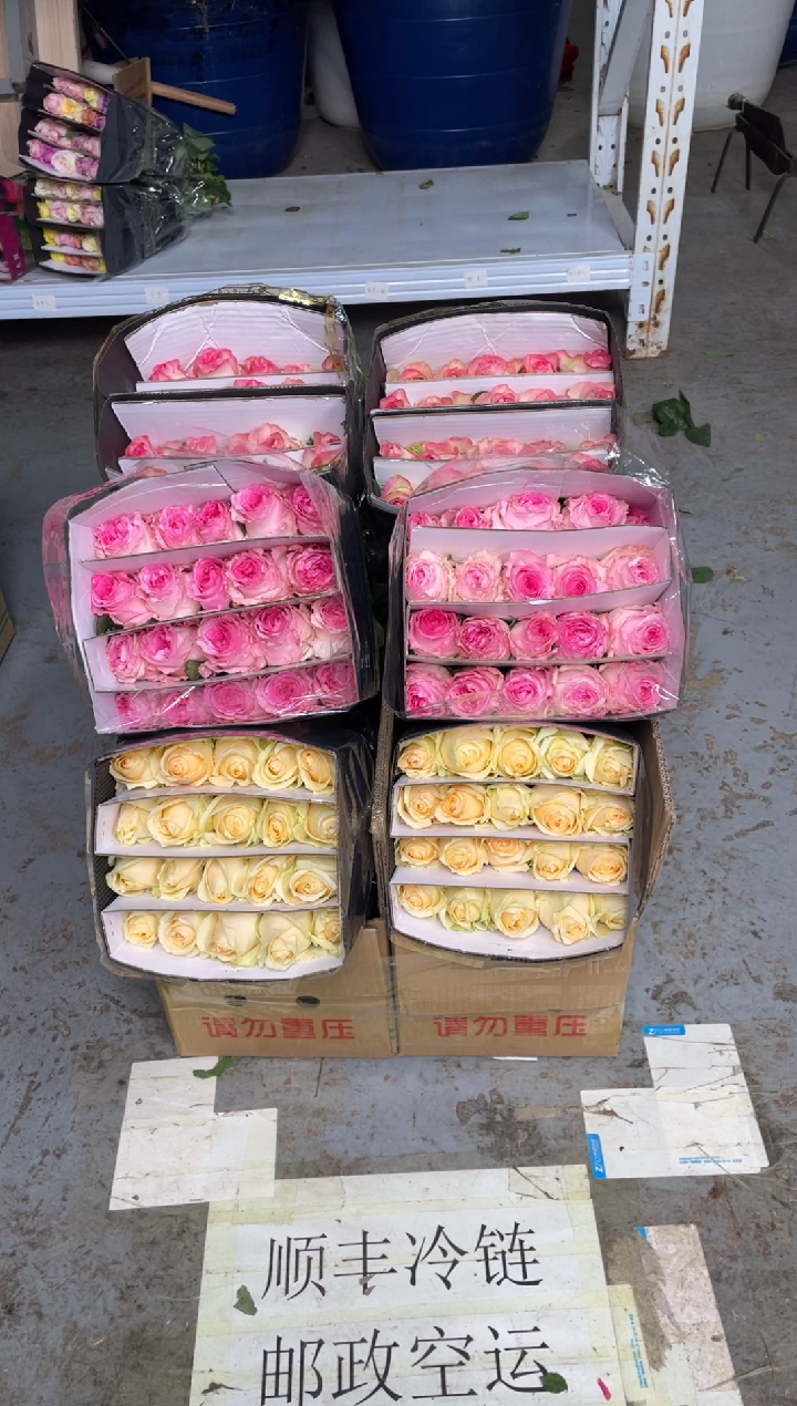 艾沙20枝+洛神20枝+香槟20枝