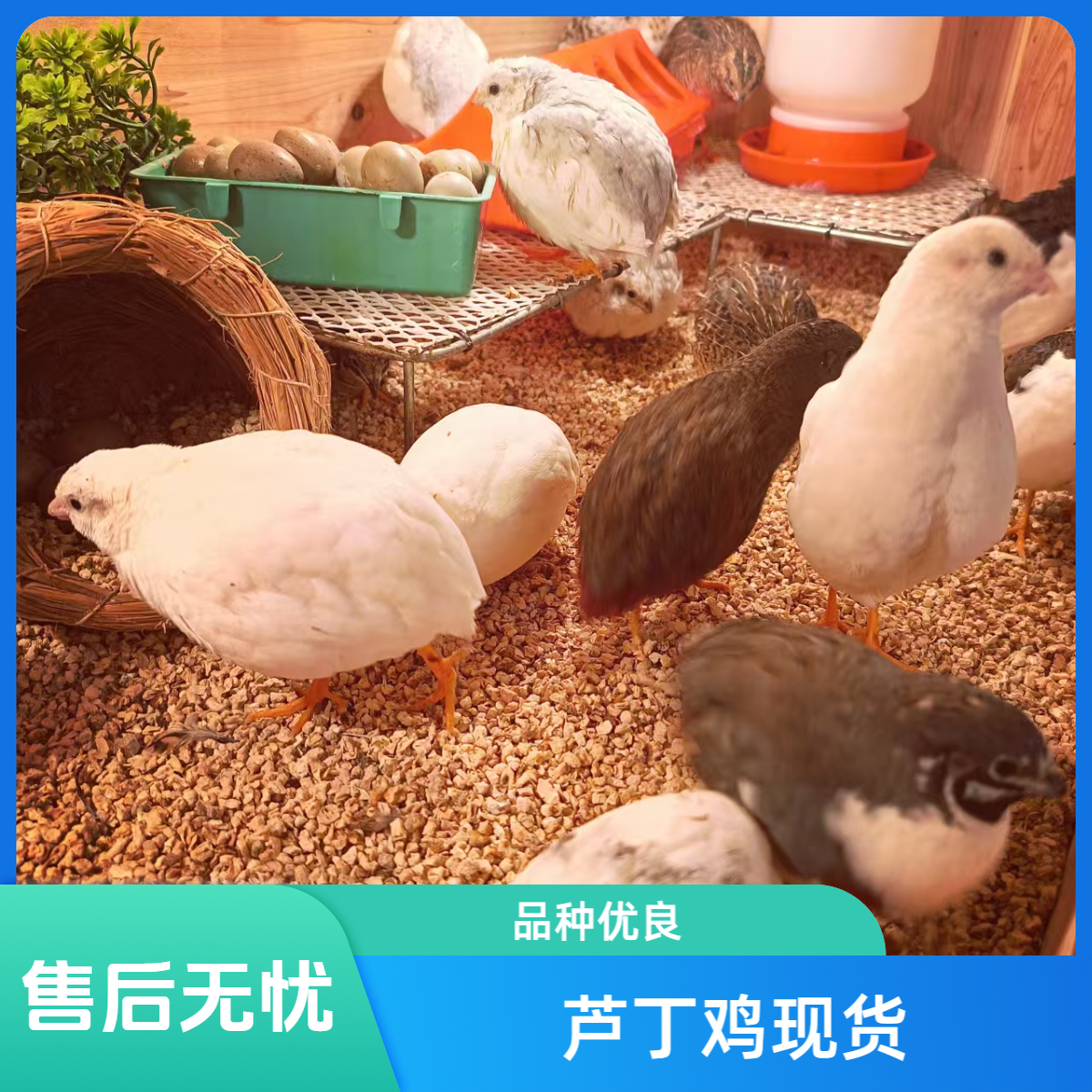 精品芦丁鸡50-60天刚成年产蛋迷你鸡   新鲜现货 现杀现发