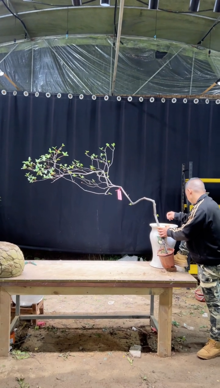 当前无花朵，栽培后可花朵人**地  海岛春花