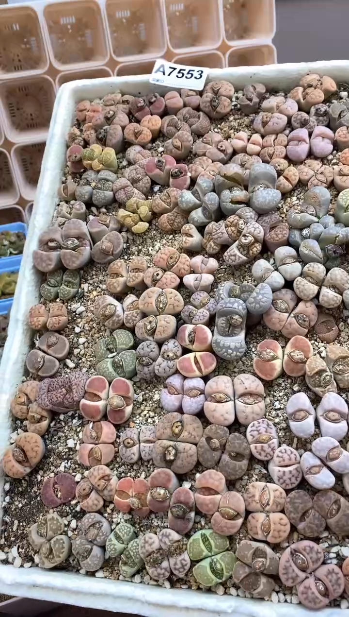 【闪购商品】7553直播间一物一拍链接