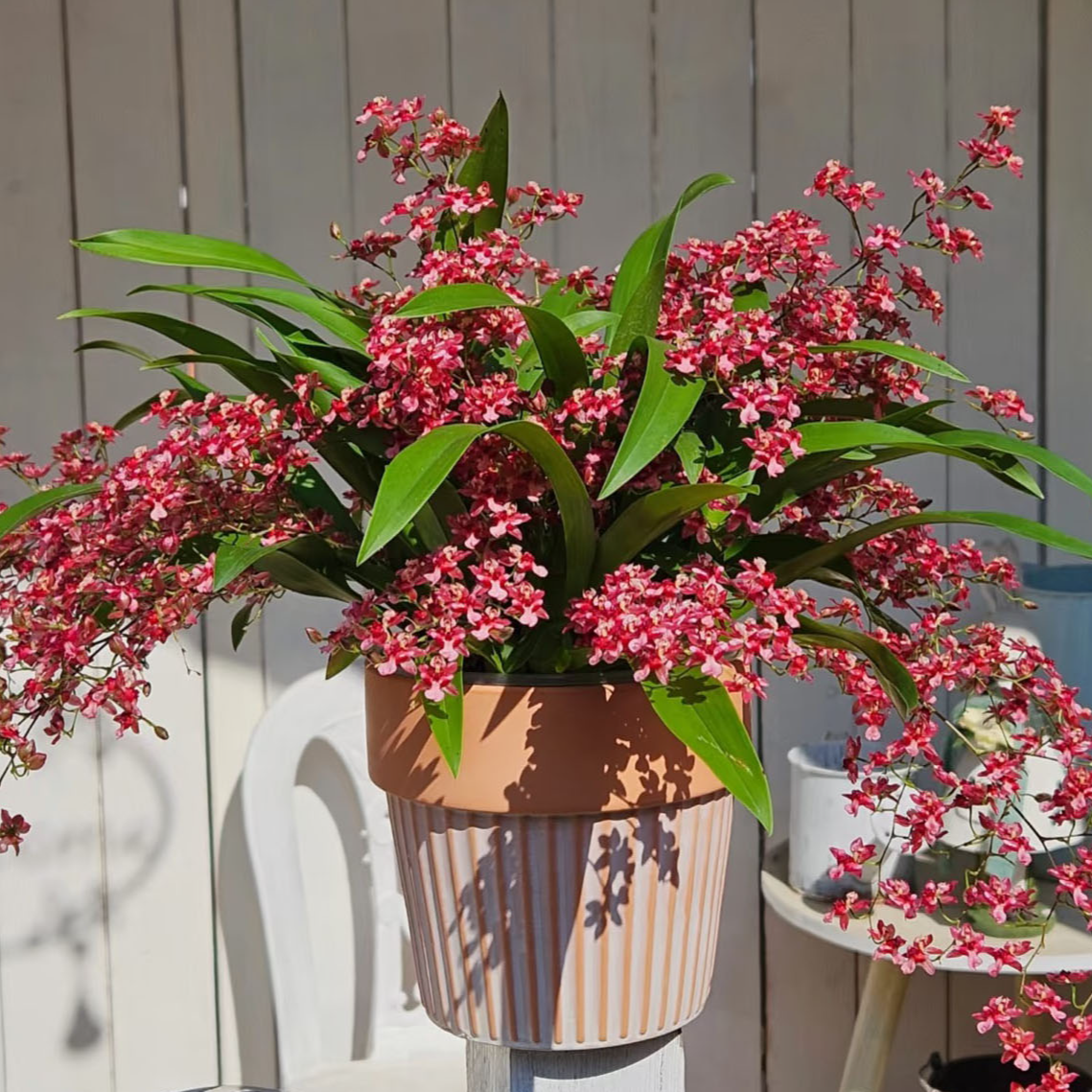 【130mm基地盆】红色梦香兰文心兰7-10支花剑开花浓香原盆原土发货