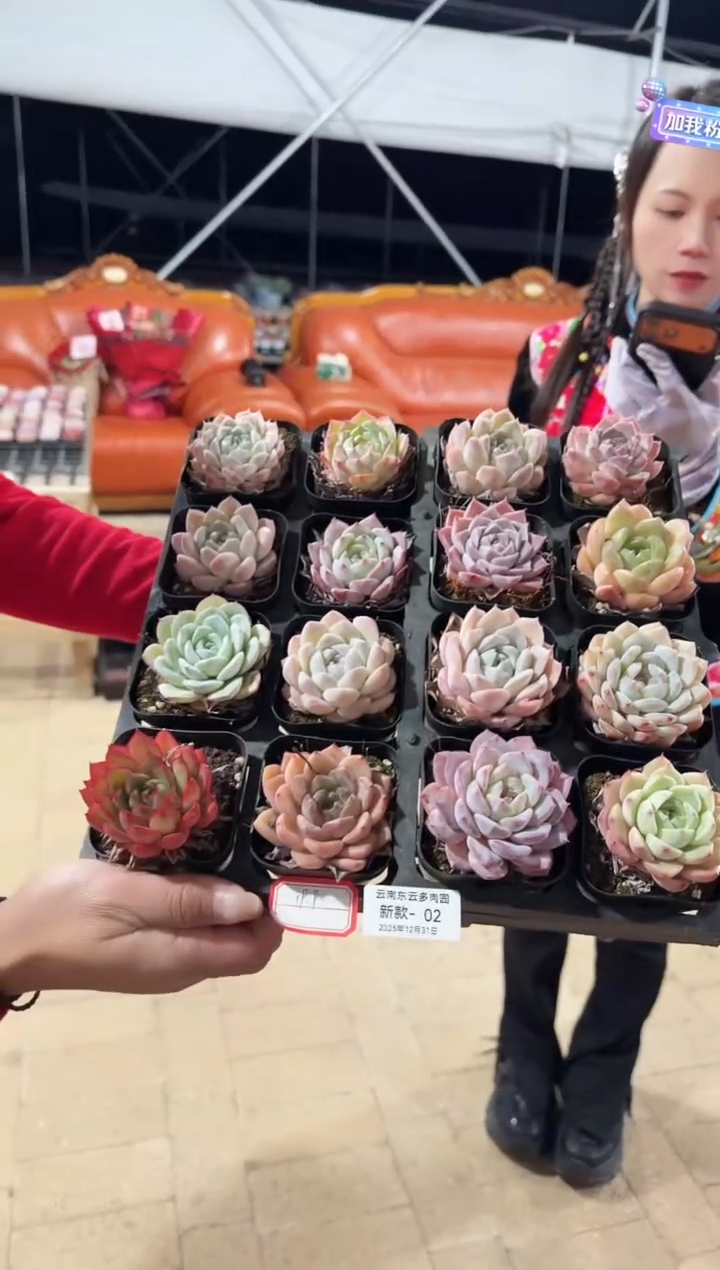 东云多肉园新款-02