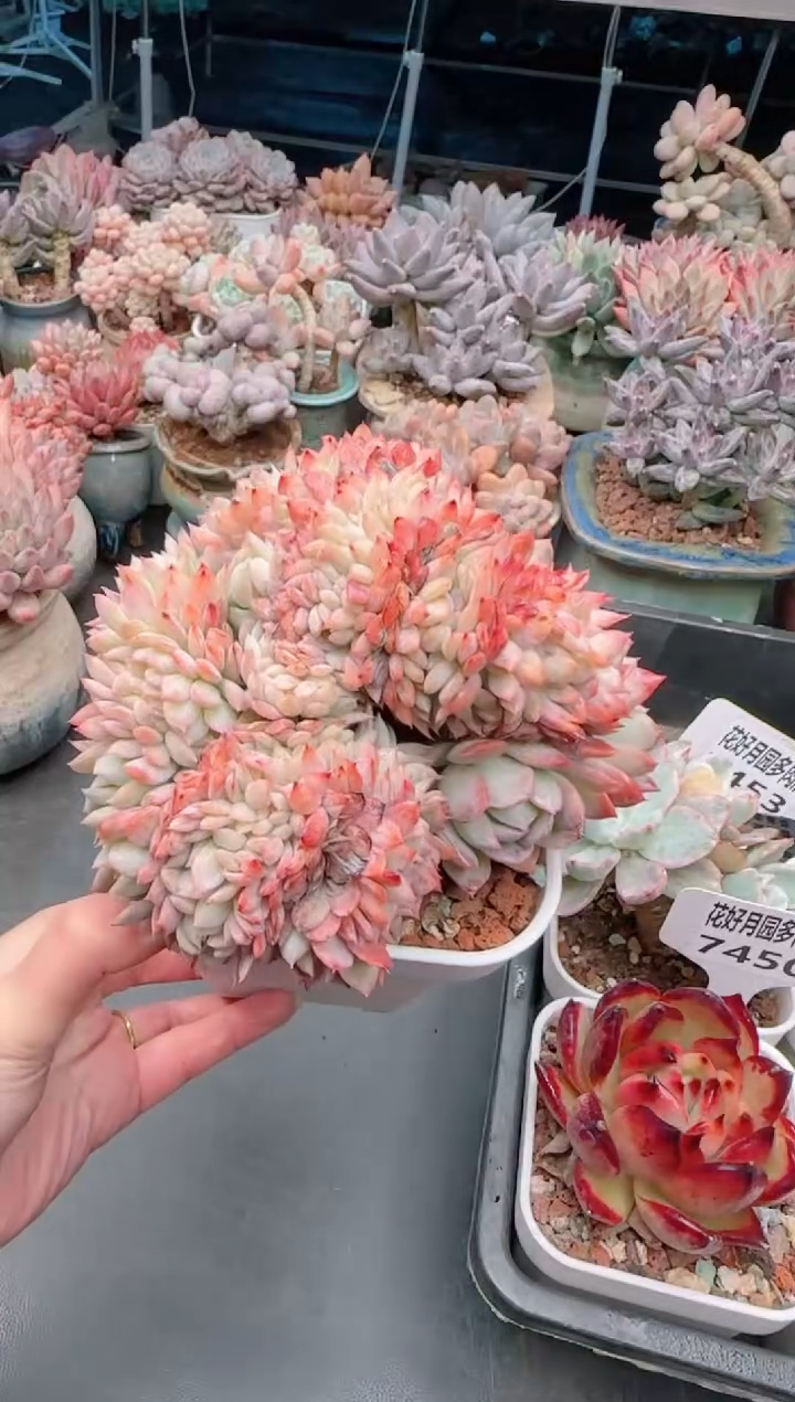 【闪购商品】7456.