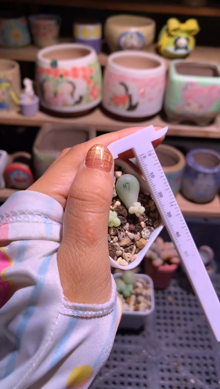 萤火虫黄金体叶插苗哈哈