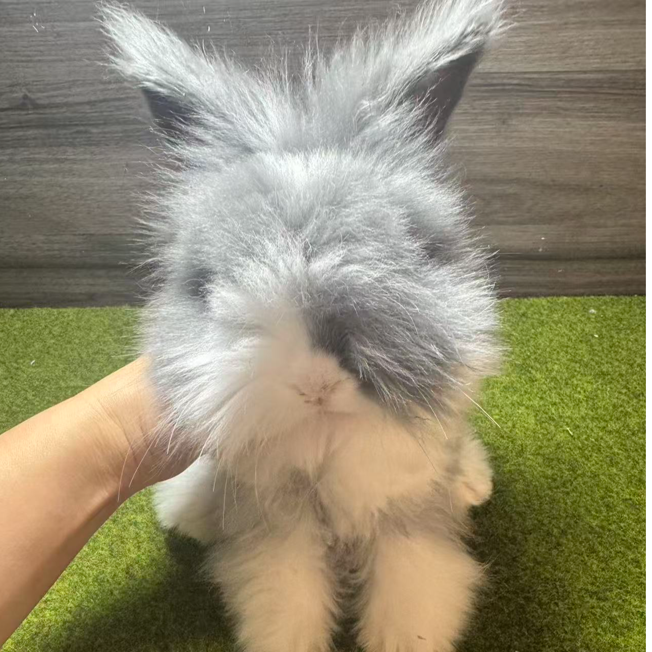 猫猫兔一兔一链接