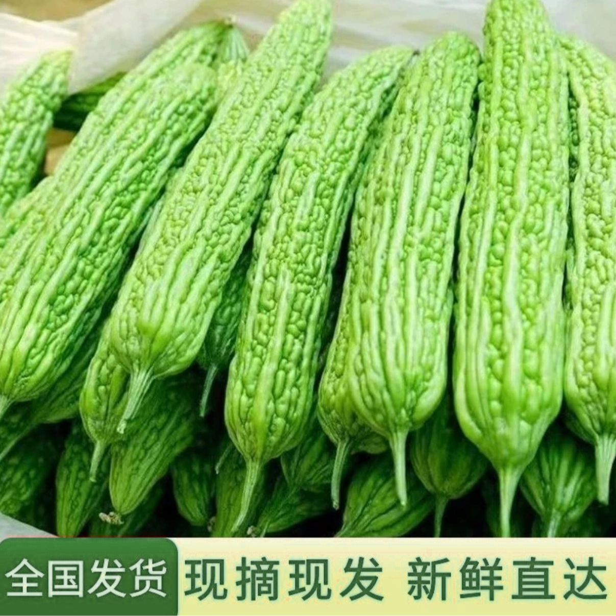 苦瓜现摘现发农家自种新鲜蔬菜绿心苦瓜