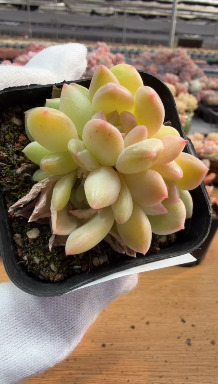 东云多肉园三店-107