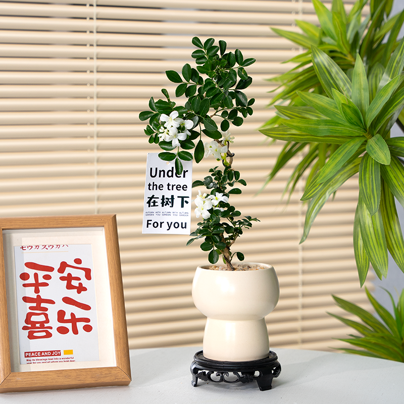 九里香造型ins风绿植室内盆栽花卉客厅办公桌面四季开花植物